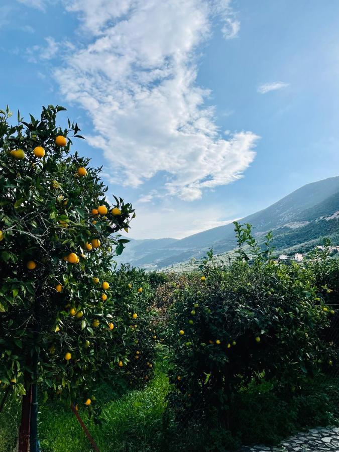 Villa Citrus garden Epidaurus Exterior foto